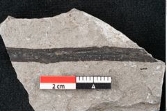 Foto (Detailansicht) von Plantae indet.  (NHMW-GEO-2024-0188-6693)